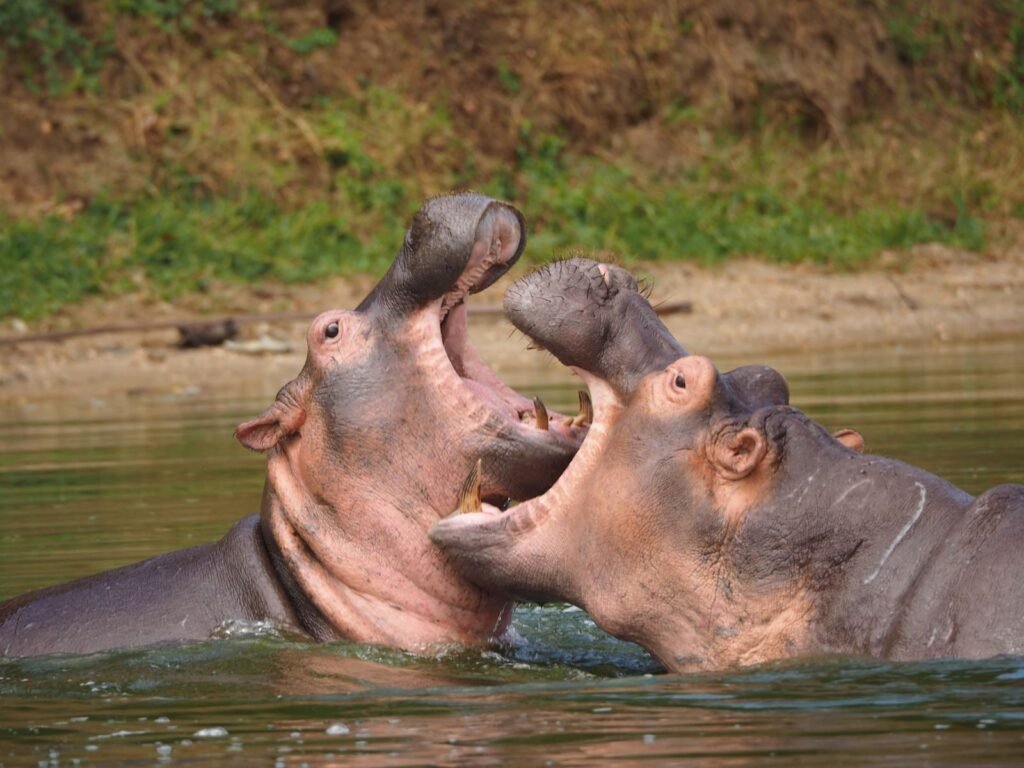 Two hippos engage in a dramatic fight in a river, showcasing wild behavior in Africa.