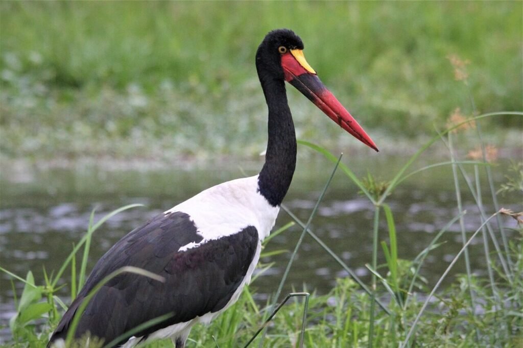 saddle, billed, stork, bird, watching, nile, river, feather, nature, wildlife, female, black, white, colorful, red, legs, african, safari, animals, uganda, waterfowl, saddle-billed stork, fertility, babies, pregnancy, green river, green watch, nile, nile, saddle-billed stork, saddle-billed stork, saddle-billed stork, saddle-billed stork, saddle-billed stork