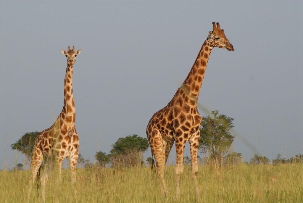 giraffes, safari, uganda, nature, animals